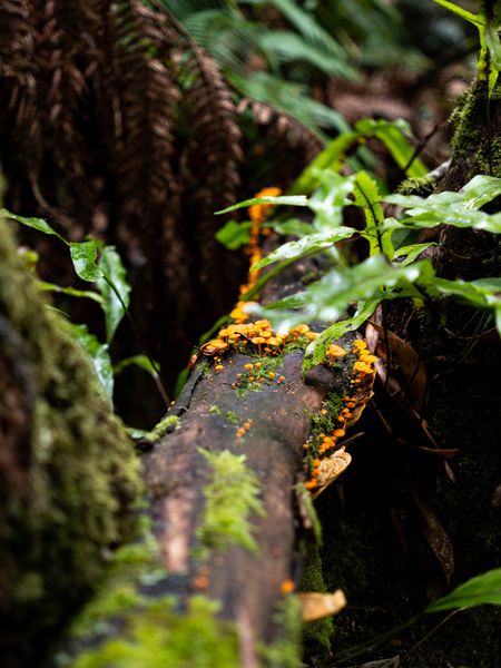 Kokoda Trail