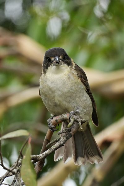 Butcherbird