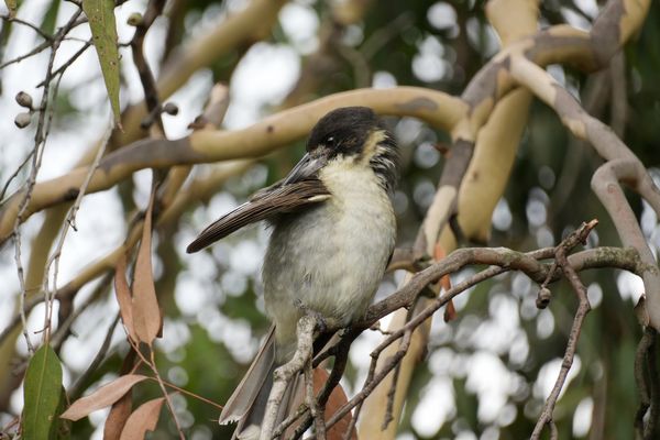 Butcherbird