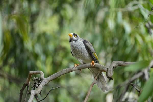 Noisy Miner