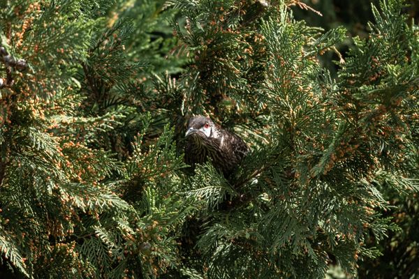 Red Wattlebird